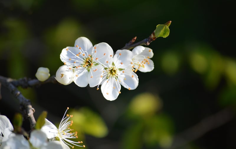 Spring Fruits