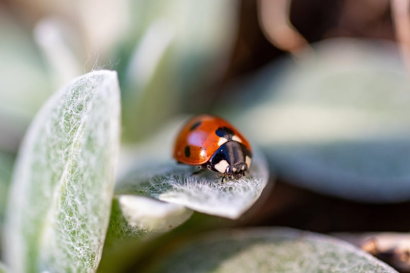 Pest Control